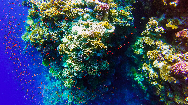 Ras Mohammed National Park