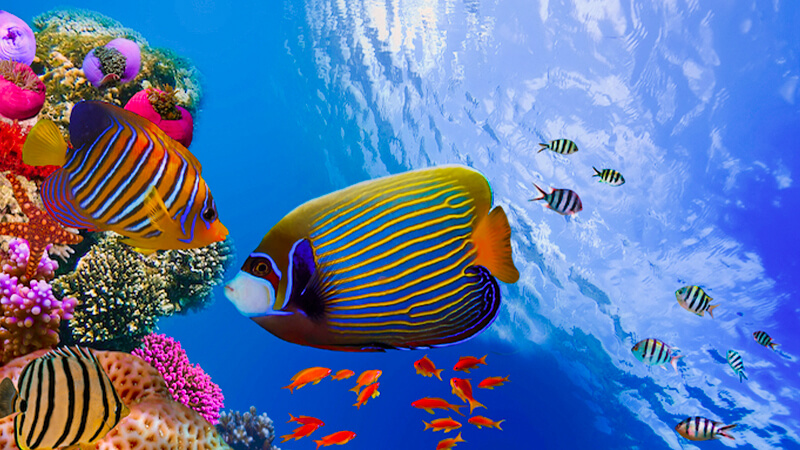 Snorkeling in the Red Sea